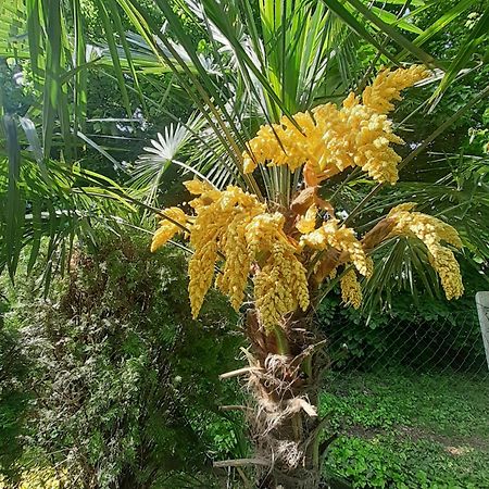 布达佩斯House W Little Tropical Garden公寓 外观 照片