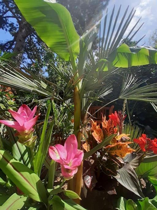 布达佩斯House W Little Tropical Garden公寓 外观 照片