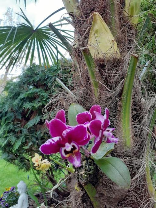 布达佩斯House W Little Tropical Garden公寓 外观 照片