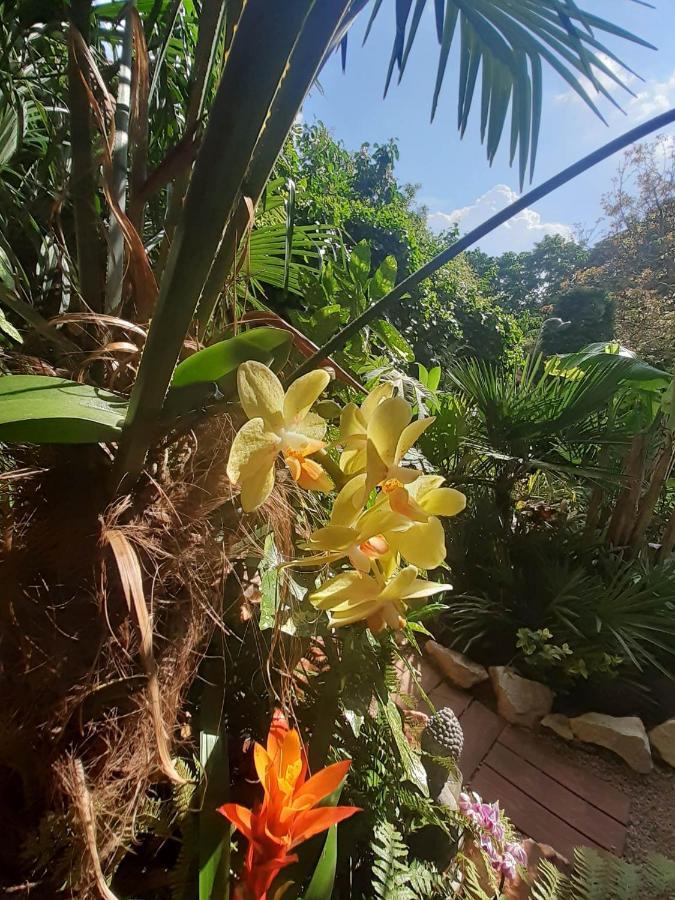 布达佩斯House W Little Tropical Garden公寓 外观 照片