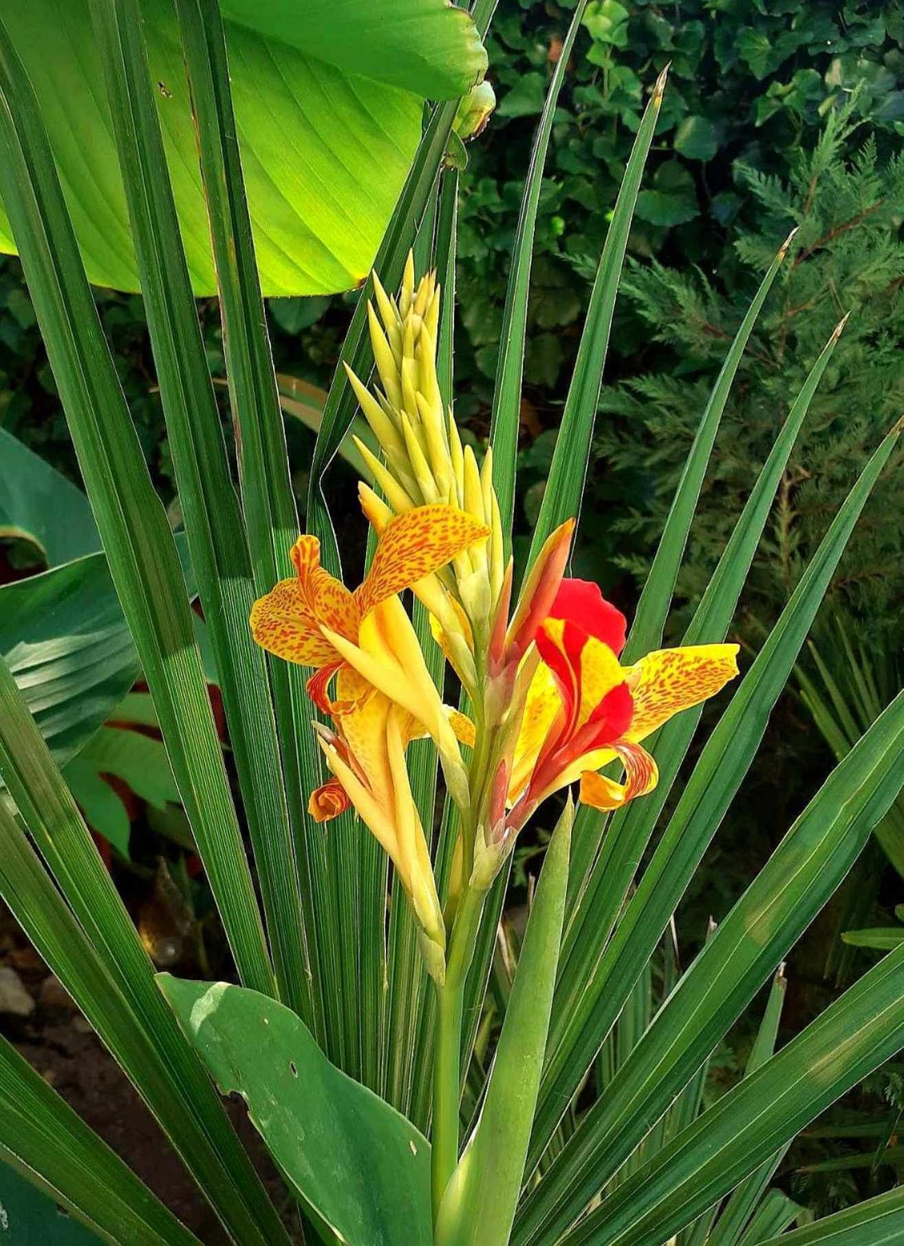 布达佩斯House W Little Tropical Garden公寓 外观 照片