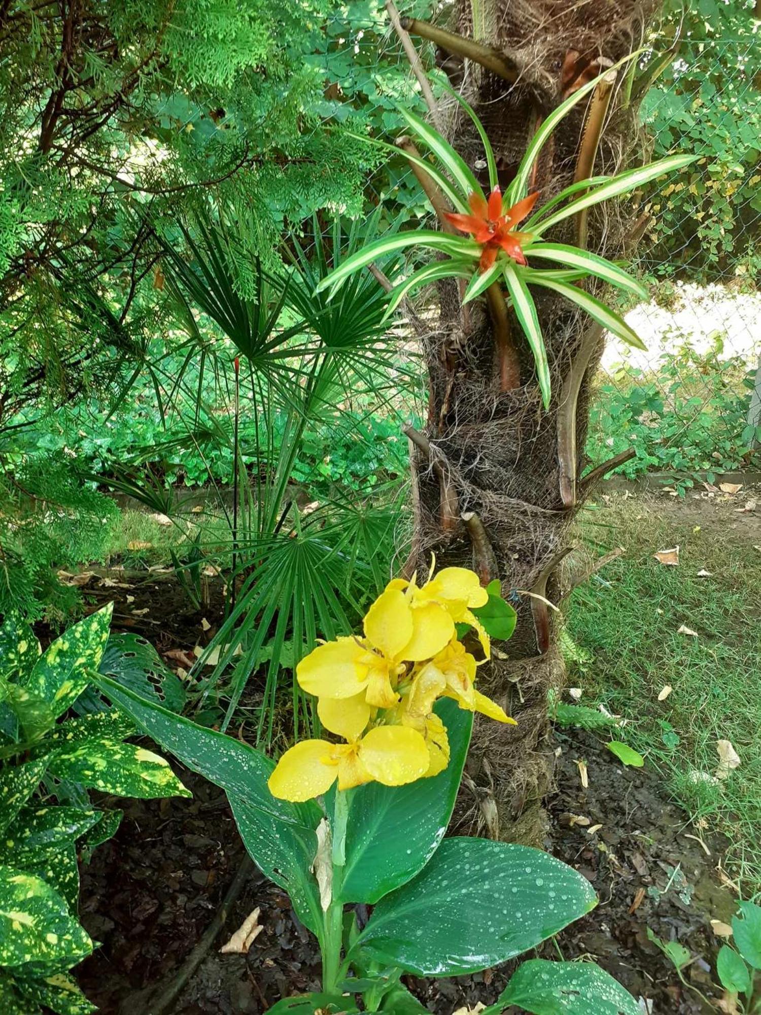 布达佩斯House W Little Tropical Garden公寓 外观 照片